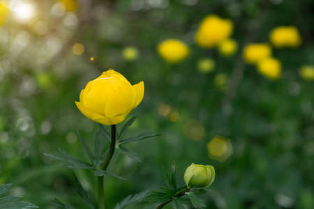 Wild yellow flowers of the European globeflower on the forest lawn close up