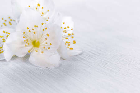 flowers of philadelphus somewhere called jasmine or mock orange on a white wooden tableの写真素材