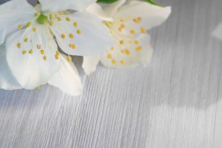 flowers of philadelphus somewhere called jasmine or mock orange on a white wooden table