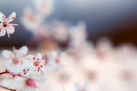 Sprig of saxiframes with flowers close up, soft selective focus, beautiful floral background