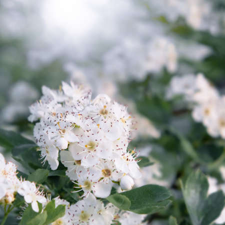 Delicate white flowers of hawthorn in the spring garden, close-up