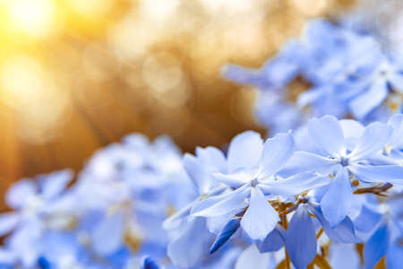 Blooming blue phlox and other flowers in the summer garden close upの写真素材