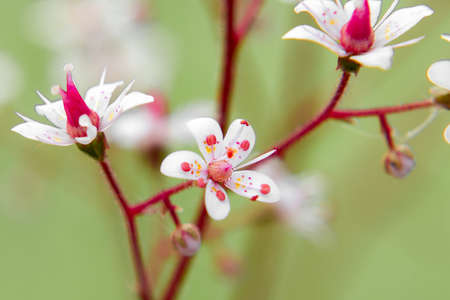 Blooming flowers of saxifrage umbrosa in the summer garden close-up