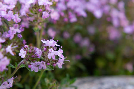 Groundcover blooming purple flowers thyme serpyllum on a bed in the garden, close up, soft selective focusの写真素材
