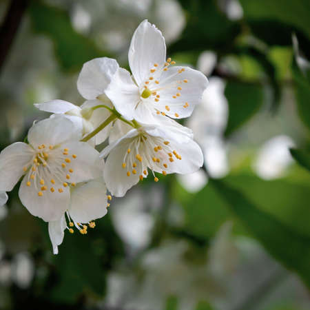 flowers of philadelphus somewhere called jasmine or mock orange in the gargenの写真素材