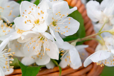 Basket with Flowers of philadelphus somewhere called jasmine or mock orange on a white wooden tray outdoors in summer, close upの写真素材
