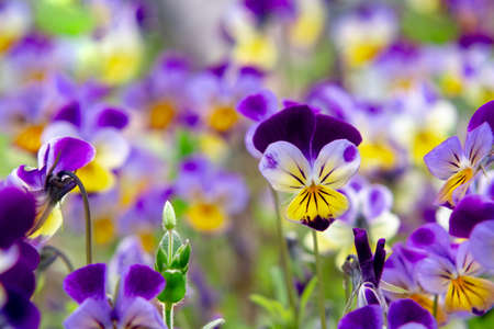 group of perennial yellow-violet Viola cornuta, known as horned pansy or horned violetの写真素材