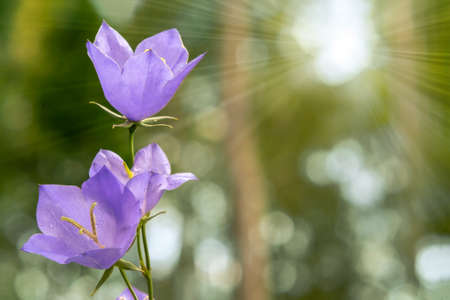 Flowers Blue campanula on the edge of the forest. Beautiful wild flower closeup with copy space