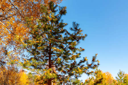 Beautiful autumn landscape - leaf fall in the forestの写真素材