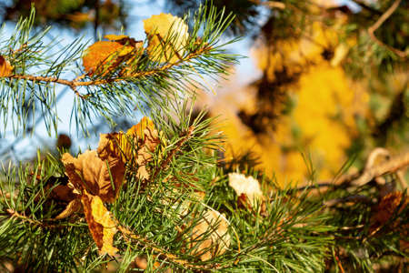 Beautiful autumn landscape - leaf fall in the forestの写真素材