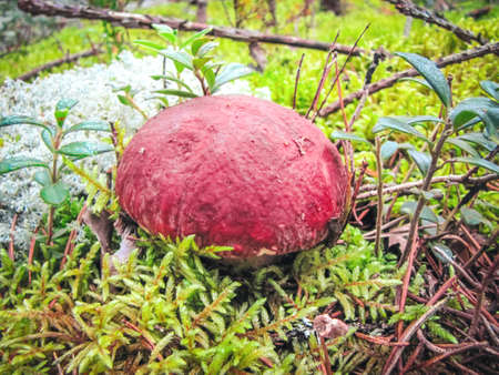 Penny bun mushroom Boletus edulis growing in the forest against a background deer moss