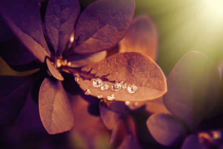 Water drops burgundy leaves of barberry close-up, selective focus, background