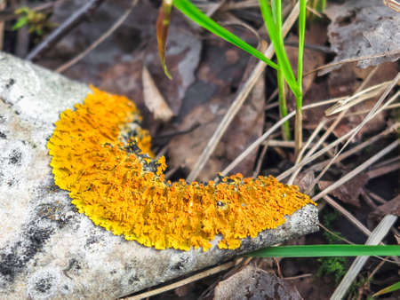 Common orange lichen Xanthoria parietina on the bark of tree trunk in the forest.Yellow scale,maritime sunburst lichen growing on the aspenの写真素材