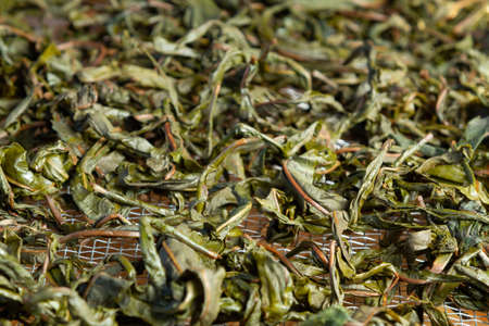 Process of making tea from blooming Sally known as Russian Ivan tea or Koporye tea, preparing leaves...