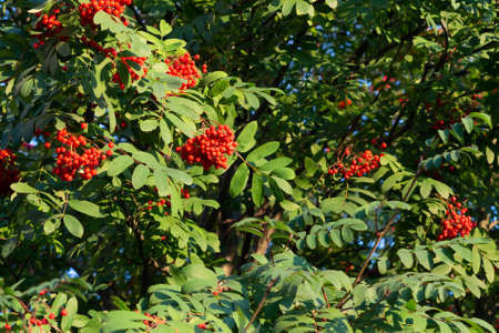 Ripe red bunches of rowan on a tree in late summer