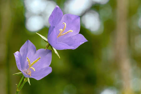 Flowers Blue campanula on the edge of the forest. Beautiful wild flower closeup with copy spaceの写真素材