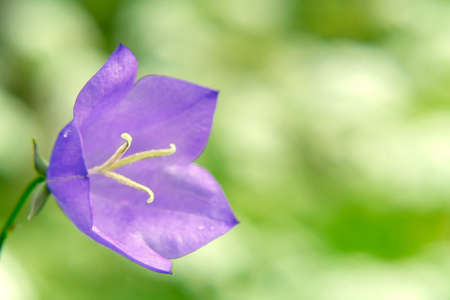 Flower Blue campanula on the edge of the forest. Beautiful wild flower closeup with copy spaceの写真素材
