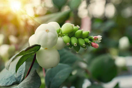 White berries of Symphoricarpos albus known as common snowberry on a bushの写真素材