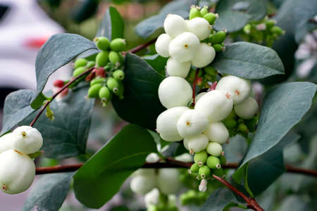 White berries of Symphoricarpos albus known as common snowberry on a bushの写真素材