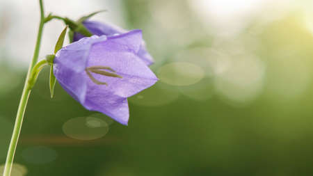 Flower Blue campanula on the edge of the forest. Beautiful wild flower closeup with copy spaceの写真素材