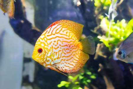 Golden Discus fish in aquarium close upの写真素材