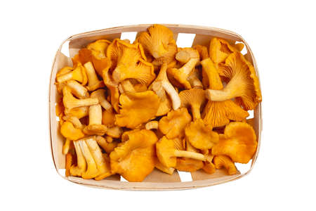 Group of edible forest chanterelle mushrooms in a wooden box of veneer isolated on white background, top viewの写真素材