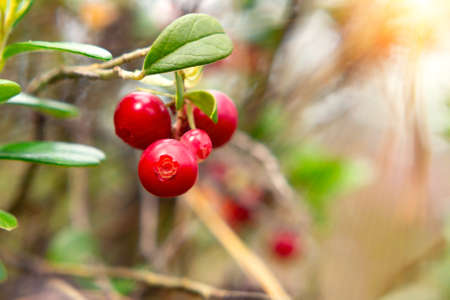 Bunch of ripe red lingonberries on a bush in the forest