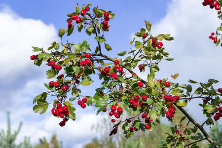 Bunch of Red Ripe Hawthorn Berries Against a Skyの写真素材