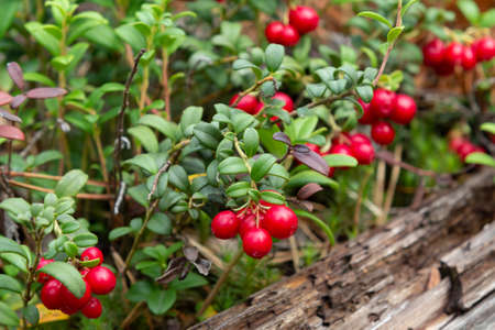 Ripe red lingonberries on a bush in the forestの写真素材