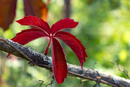 Red autumn leaf of virginia creeper on a background of greenery.