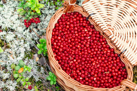 Lingonberry in the forest in a wicker basket with a lid, close up, top viewの写真素材
