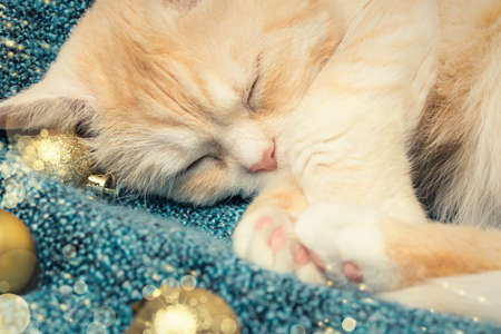 Cute cream cat sleeps on a plaid next to Christmas decorationsの写真素材