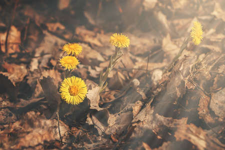Early spring flowers of coltsfoot made their way through a bed of dry leavesの写真素材
