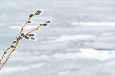 Willow twig on the background of melting ice on the lake in early spring - spring background and season change concept, place for text, copy spaceの写真素材