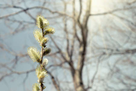 Close-up of pussy-willow branch with open earrings in spring forestの写真素材