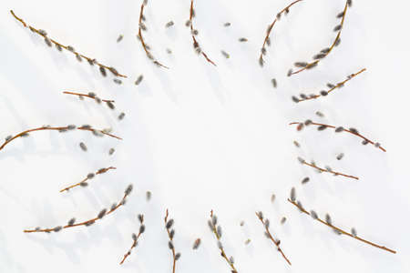 Willow branches with fluffy earrings on a white wooden texture background, spring background, banner, place for text, copy spaceの写真素材