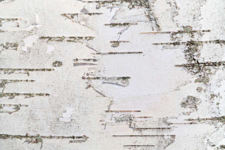 Birch bark in full frame, texture, natural backgroundの写真素材