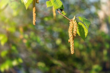 Birch catkins in spring park close-up, allergies to pollen of spring flowering plants concept.の写真素材