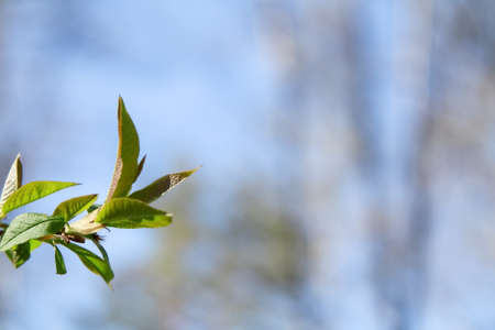 Opening leaves on a tree branch in a spring forest.
