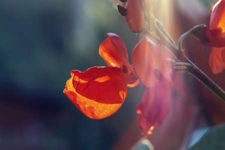 Red curly bean flower at sunrise in the sunshine closeup.
