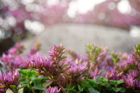 Flowering groundcover pink stonecrop in rockeries in the summer garden close-up.の写真素材