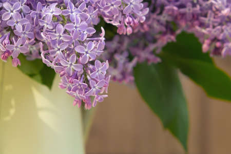 Lilac branches hanging from a vase on a wooden wall backgroundの写真素材