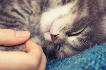 Female hand holds the paws of a small sleeping kitten. Love and tenderness for petsの写真素材