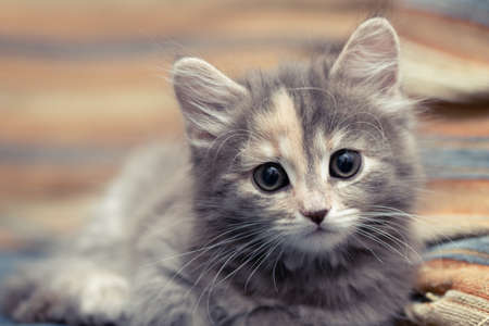 Adorable little gray female kitten lies on a sofa and looks at the cameraの写真素材