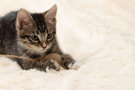 Gray tabby kitten plays on a fur blanket with a toy on a rope, copy spaceの写真素材