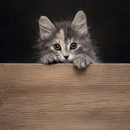Beautiful gray female kitten rests its paws on a wooden board. Blank for advertisement or announcement with copy space, square imageの写真素材