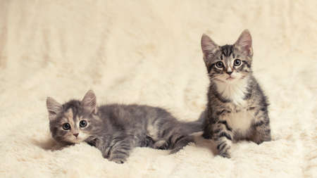 Two cute kittens on a cream fluffy fur blanket, copy space.