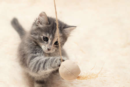 Gray kitten plays on a fur blanket with a toy on a rope, copy spaceの写真素材