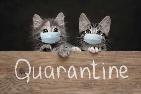 Two kittens in protective medical masks hold their paws on a wooden board with the inscription...
