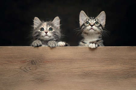 Two cute gray striped kittens rest their paws on a wooden board. Blank for advertisement or...